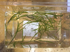 Potamogeton zosteriformis