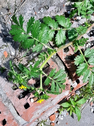 Prostrate cinquefoil (Potentilla supina)