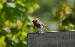 Erithacus rubecula
