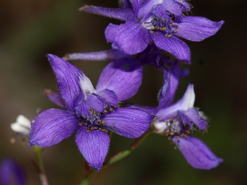 Delphinium pentagynum