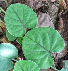 Rivea hypocrateriformis