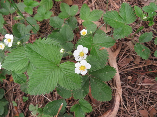 Paprastoji žemuogė