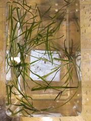 Potamogeton zosteriformis