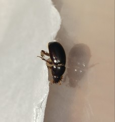 Hybosorus illigeri