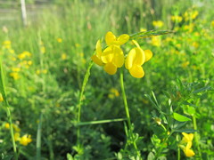 Lotus corniculatus
