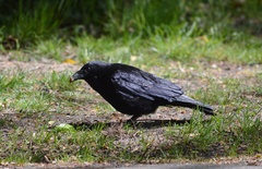 Corvus corone