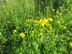Lotus corniculatus