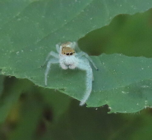 White-jawed Jumping Spider photo 6