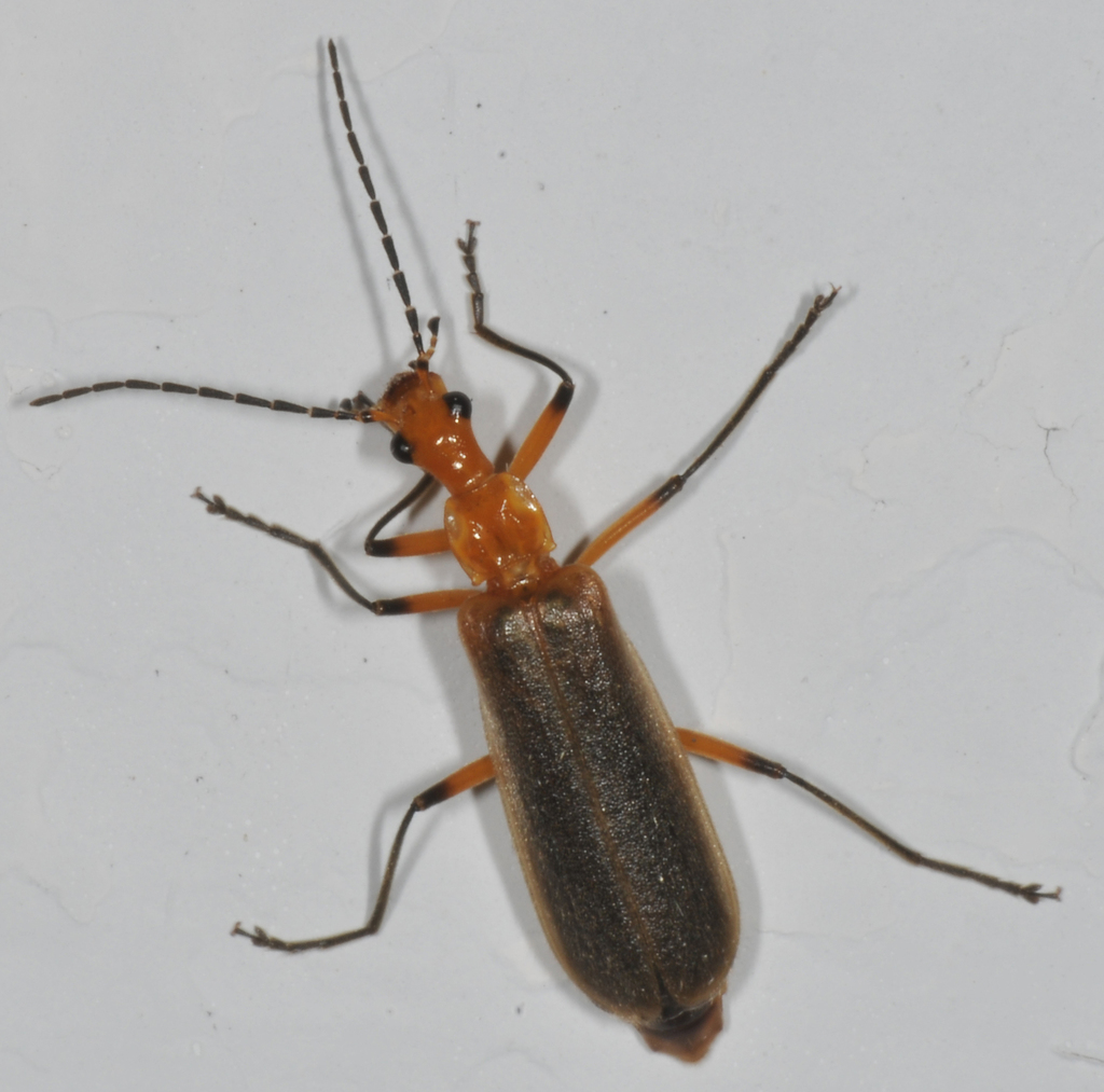 Podabrus protensus