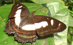 Metamorpha elissa