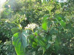 Cornus sanguinea