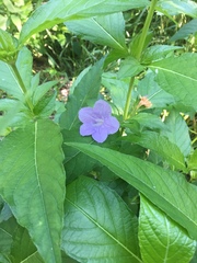 Ruellia strepens