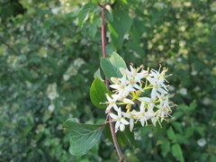 Cornus sanguinea