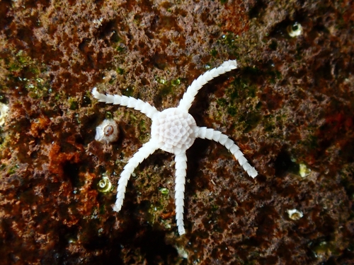 Ophiolepis paucispina
