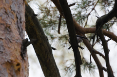 Sitta europaea asiatica
