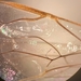 Enicospilus glabratus - Photo (c) Rachel Behm,  זכויות יוצרים חלקיות (CC BY-NC), הועלה על ידי Rachel Behm