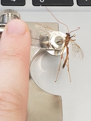 Enicospilus glabratus