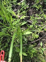Carex intumescens