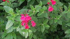 Salvia microphylla