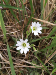 Cerastium velutinum