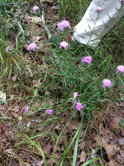 Liatris compacta