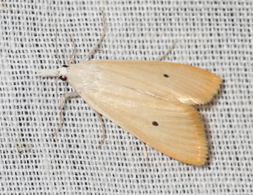 Scirpophaga incertulas Walker, 1863