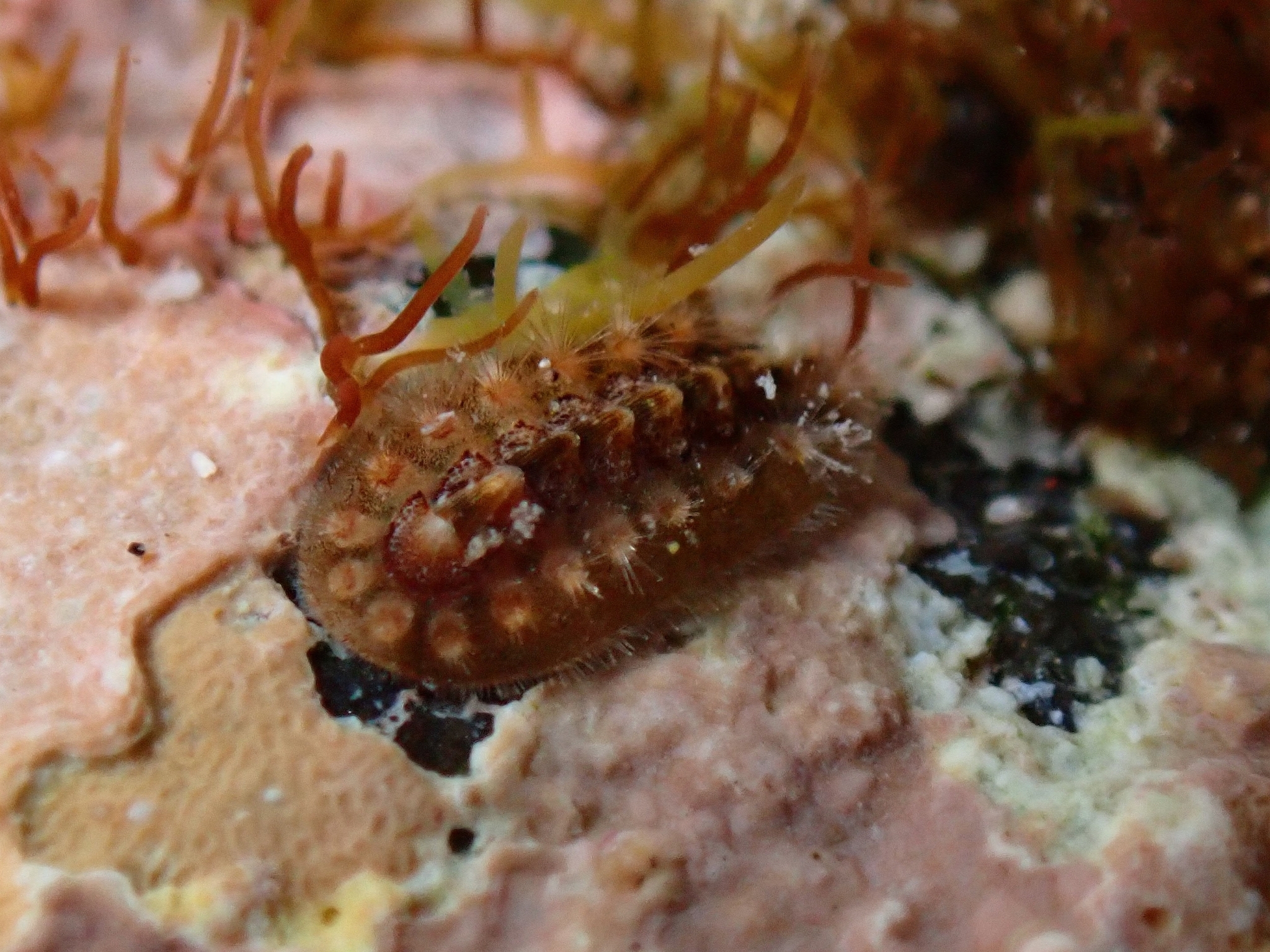 Acanthochitona fascicularis