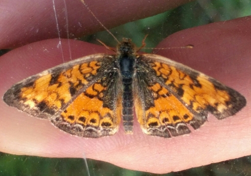 Pearl Crescent photographed in Connecticut