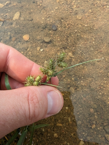 Image of Fuirena simplex by (c) Cleveland Powell, some rights reserved (CC BY)