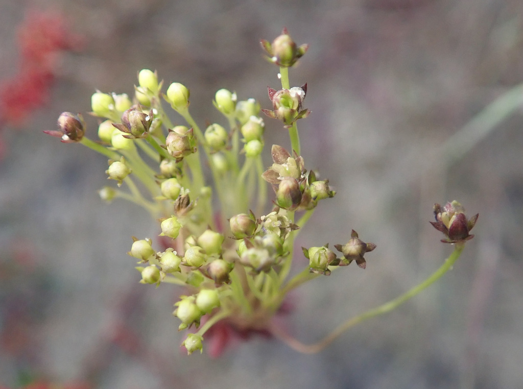 Aceria enantha