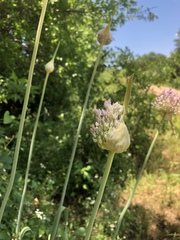 Allium ampeloprasum