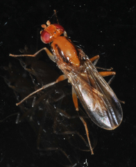 Clusia lateralis