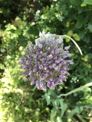 Allium ampeloprasum