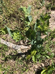 Bupleurum rotundifolium