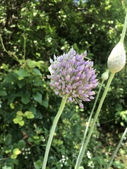 Allium ampeloprasum