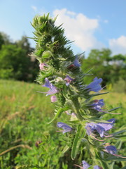 Echium vulgare