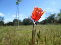 Papaver argemone