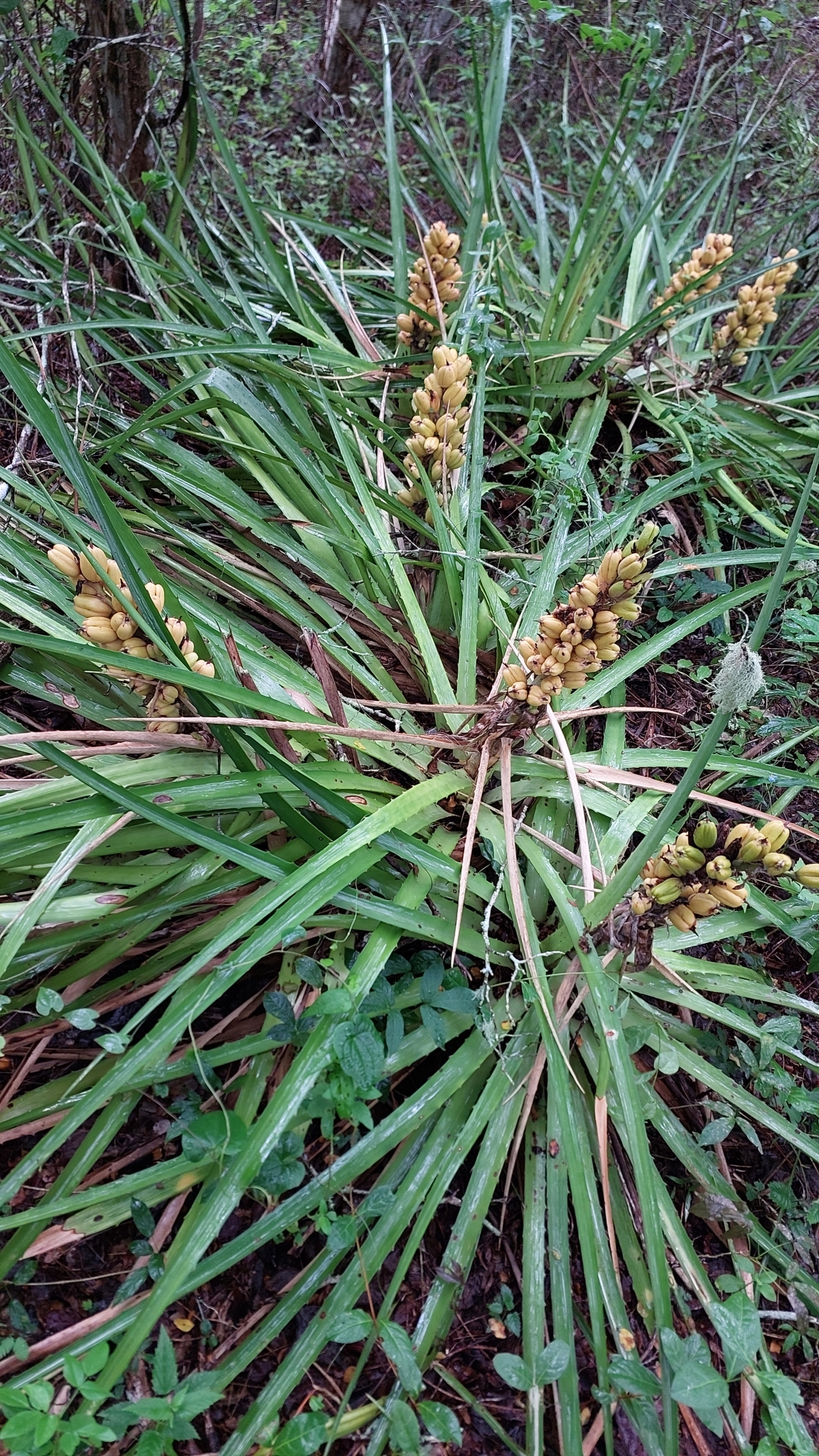 Bromelia laciniosa