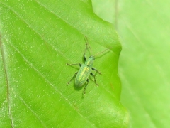 Phyllobius argentatus