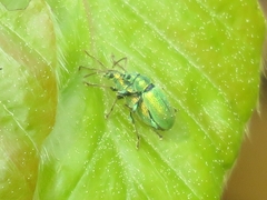 Phyllobius argentatus