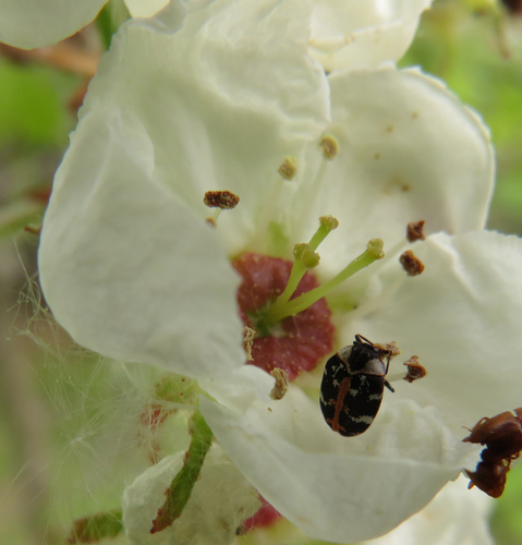 Bervidinis Kailiavabalis