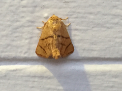 Apoda y-inversa