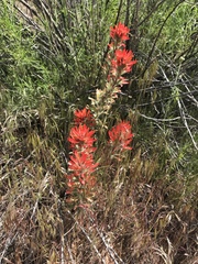 Castilleja chromosa