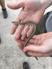 Ophisaurus attenuatus