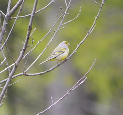 Carduelis citrinella