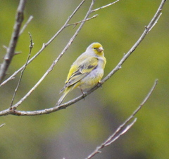 Carduelis citrinella