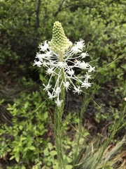 Xerophyllum asphodeloides