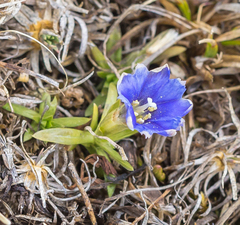 Gentiana dshimilensis