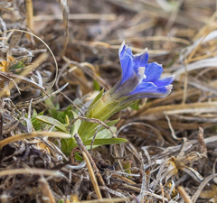 Gentiana dshimilensis