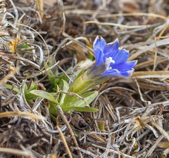 Gentiana dshimilensis